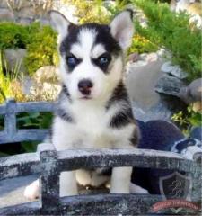 Reinrassiger Siberian Husky Welpen