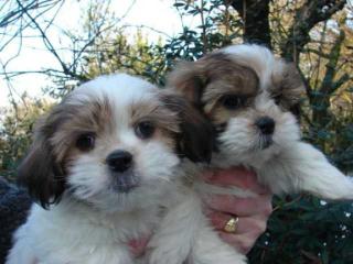 Shih Tzu Welpe Kinderlieb und mehrere farben