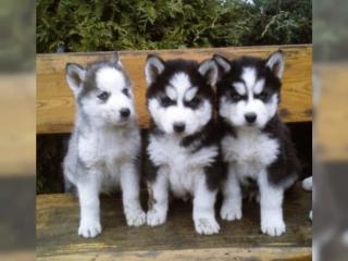 Blaue Augen Siberian Husky Welpen