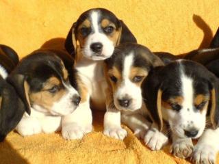 Beagle Welpen