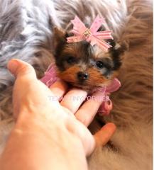 Yorkshire Terrier Welpen mit Papieren