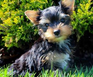 Liebevolles Yorkshire Terrier Welpen mit Papieren