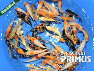 30 Koi Valentino Top AAA Koi-Mix 8-12 cm