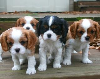 2 Cavalier King Charles Spaniel Welpen WhatsApp 4915145672158