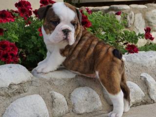 Englisch Bulldogge