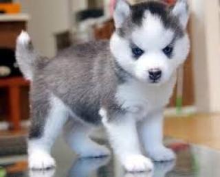 Unsere reinrassige Siberian Husky hat gesunde Welpen