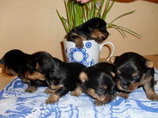 Super Süße Mini Yorkshire Terrier Whatsapp 4915145672158