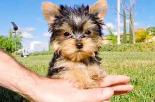 Liebevollen Yorkshire Terrier Welpen