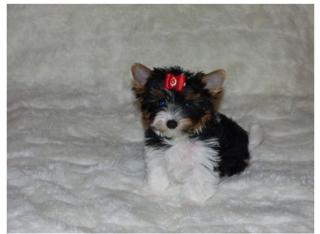 Biewer Yorkshire Terrier mit Papieren