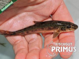 Besatzfische - 25 Gründlinge 6-8 cm