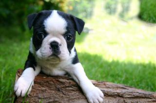 Boston Terrier mit Papiere Chip Impfung EU Pass