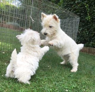 Süße West Highland White Terrier-Welpen mit VDH/KFT Ahnentafel