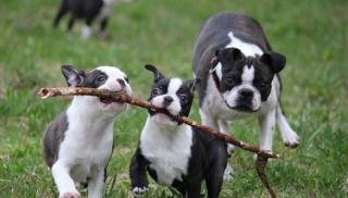 Boston Terrier mit Papiere Chip Impfung EU Pass