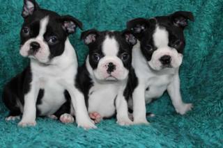 Boston Terrier mit Papiere Chip Impfung EU Pass