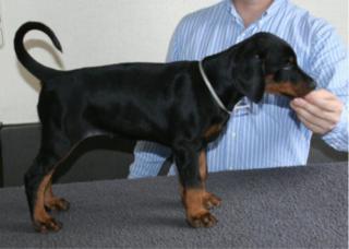 Unsere Welpen sind da Dobermannwelpen mit Abstammungsnachweis/