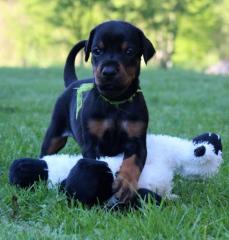 FCI Dobermann Welpen mit Ahnentafel abzugeben