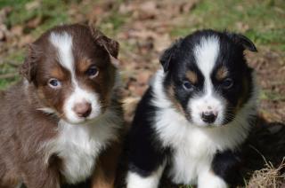 Australian Shepherd Welpen mit Papiere