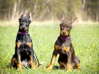 Dobermann Welpen Spitzenzucht FCI Papiere