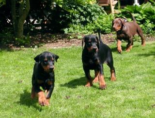 Dobermann Welpen