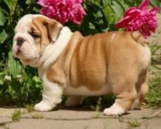 Englische Bulldogge Welpen .