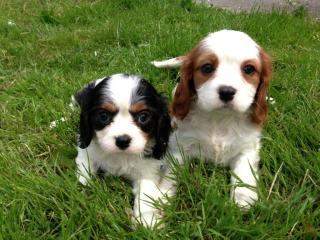 Süße cavalier king Charles Welpen