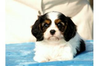 Cavalier King Charles Spaniel Welpe