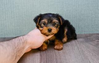 Schöne Yorkshire Terrier Welpen. h