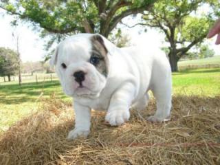 Englische Bulldogge Welpen mit Papiere abzugeben