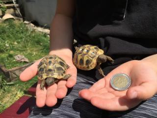 Griechische Landschildkrötenbabys THB