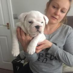 AKC registrierte englische Bulldogge Champion Bloodline Nachweis des Stammbau