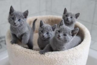 2 tolle Russisch Blaun Kätzchen in Sonderlackierung suchen Dich