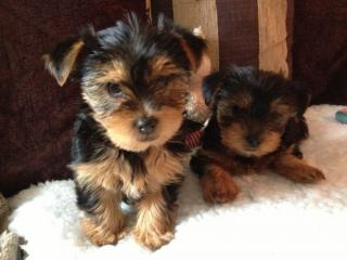 Yorkshire Terrier Babys-Hündinen / Rüden mit Ahnentafel