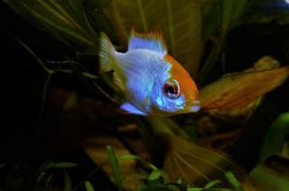 Microgeophagus ramirezi blue Punk