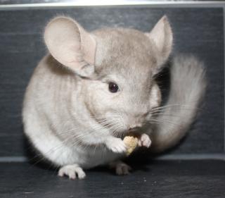 Chinchillas - Jungtiere und Notfellchen