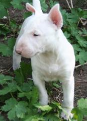 Vielversprechende Miniatur Bullterrier Welpen, PLL Frei