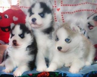 Reinrassige Siberian Husky Welpen