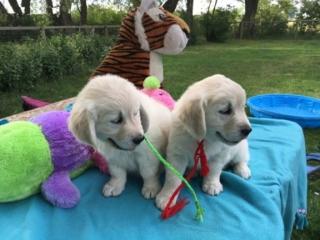 Golden Retriever Welpen ab sofort abzugeben