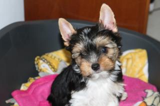 Wunderbarer Biewer-Yorkshire-Terrier