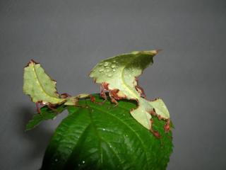 Großes Wandelndes Blatt Phyllium Giganteum