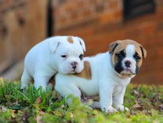 Old Englisch Bulldogge OEB Welpen sofort abgabebereit