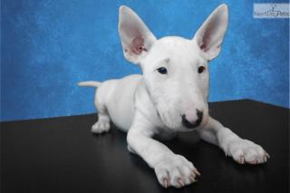 Miniature Bullterrier aus VDH-GBF-FCI Zucht