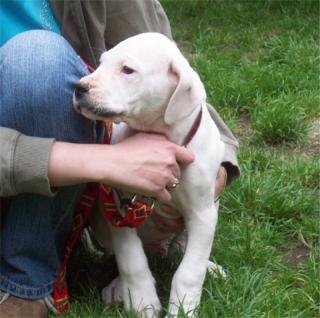 Süße Dogo-Argentino mit FCI Papiere