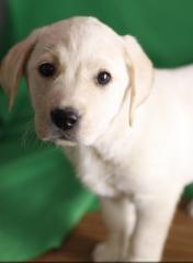 Zwee Labrador Retriever Welpen braucht eng nei Famill