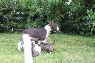 Wunderschöne Miniatur Bullterrier Welpen