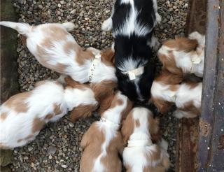 Wunderschöne Cavalier King Charles Welpen zu verkaufen