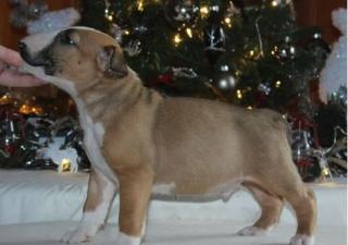 Bull Terrier Welpen aus Europasieger Linie und 3th World Champion