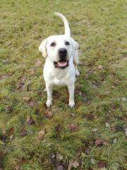 Labrador Deckrüde Nemo von der Ahe