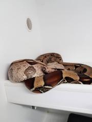 1. 0 Surinam BrokoponSuriname Boa Constrictor boa 1. 0