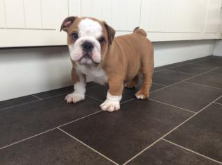 HERRLICHE BULLDOGGE-WELPEN ZUM VERKAUF