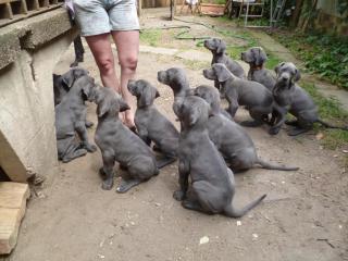 Freundliche Deutsche Dogge Welpen